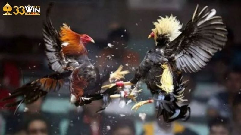 Bí quyết cá cược đá gà Thomo thắng lớn tại 33Win