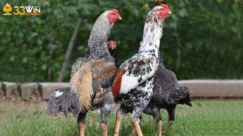 Các loại giống gà đá nổi bật trên thế giới