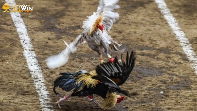 Chiến thuật ăn tiền khi chơi đá gà cựa dao 33Win