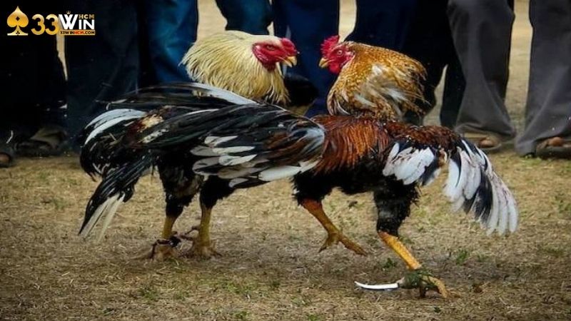 Đá gà cựa dao là được trang bị thêm con dao nhỏ vào chân