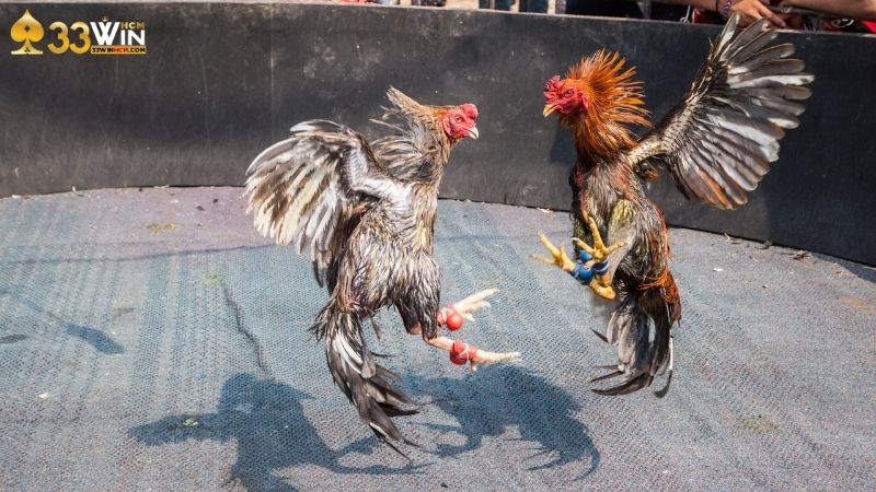 Đá gà cựa tròn 33Win là gì?
