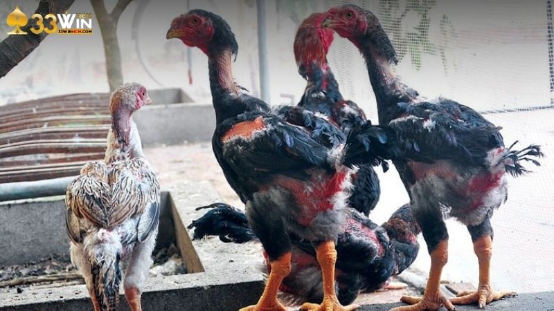 Giống gà đá là được nuôi và huấn luyện kỹ càng để tham gia thi đấu