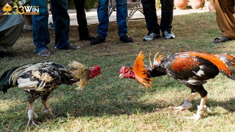 Luật chơi đá gà cựa tròn chi tiết tại 33Win