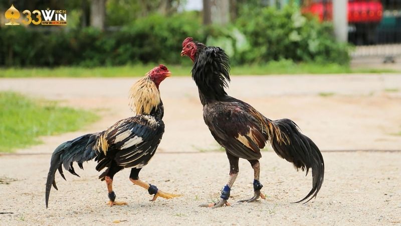 Ưu điểm khi theo dõi chọi gà cựa tròn tại nhà cái 33Win